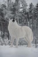 lobo ártico aullando en invierno foto