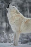 Arctic wolf howling in winter