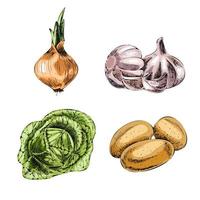 vector dibujado a mano ilustración vegetal. estilo vintage. menú de comida retro. boceto vintage. cebolla, ajo, repollo, patatas.