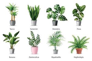 House Plants Set vector