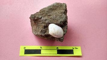 Nummulite limestone, is a sedimentary rock deposited in shallow seas, millions of years ago. These nummulites are the kingdom rhizaria and are included in the phylum foraminifera. Central Java photo