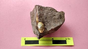 Nummulite limestone, is a sedimentary rock deposited in shallow seas, millions of years ago. These nummulites are the kingdom rhizaria and are included in the phylum foraminifera. Central Java photo