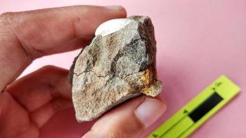 Nummulite limestone, is a sedimentary rock deposited in shallow seas, millions of years ago. These nummulites are the kingdom rhizaria and are included in the phylum foraminifera. Central Java photo