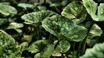 Dramatic photo effect, monocrome green leaves with foliated vein