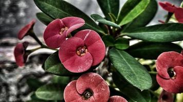 Red flower euphorbia, tropical plant, gardening. photo