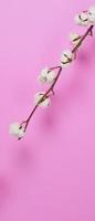 Natural Cotton flowers. white cotton balls flower branches and pink background. photo