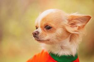 Portrait of a white long-haired dog against a background of greenery. Chihuahua in clothes. photo
