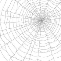 Vector Spider web on white