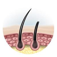 comparación completa del brillo del cabello con el cabello dañado y las puntas abiertas. utilícelo en lugar de poros que muestren las imágenes laterales de las células de la piel y la capa de grasa. eps archivo realista. vector