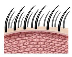 The side view enlarges the hair cells or follicles. for comparison in hair treatment. Realistic file. vector