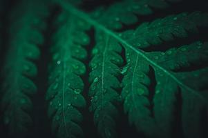 macro water droplets on leaves love the environment photo