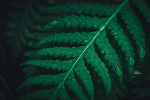 macro water droplets on leaves love the environment photo