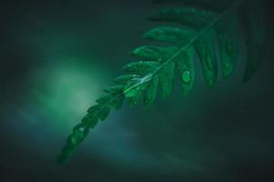 macro water droplets on leaves love the environment photo