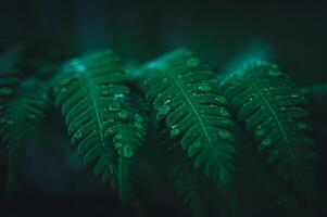 macro water droplets on leaves love the environment photo