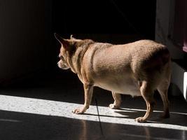 Perro chihuahua gordo embarazada de pie en el suelo