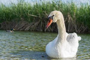 white swan on the lake photo