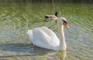 white swan on the lake photo