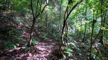 pov marcher dans le petit chemin video