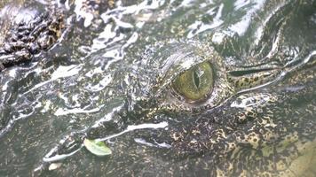 Close up the eye of Estuarine crocodile eye video