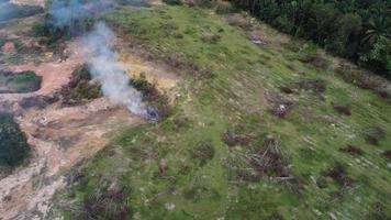 les arbres après abattage sont brûlés pour le défrichement video