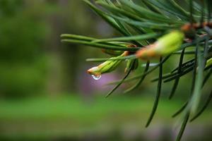 Pine twig on a rainy day with a drop of water photo