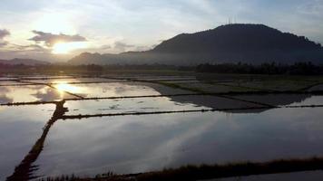 amanecer sobre el campo de arroz de inundación video