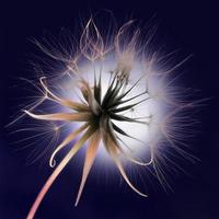 Dandelion closeup against dark blue background with fluffs photo