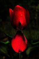 primer plano de tulipán rojo bajo la lluvia foto