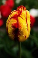 Tulips in the rainy day photo