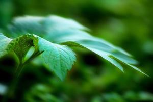 Leaf closeup background photo