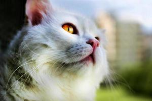 White cat looking out the window photo