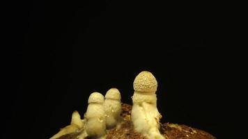 Growing mushrooms rising from soil time lapse 4k footage. video