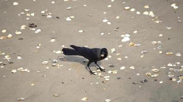 Cuervo busca comida en la playa de conchas marinas. video