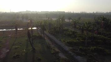 vista do nascer do sol da palmeira video