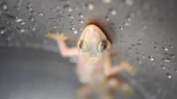 Close up the head of common house gecko