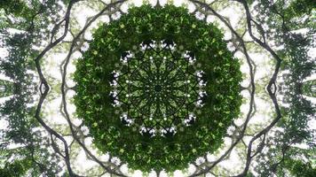 Kaleidoscopic mandala effect of green tree. video