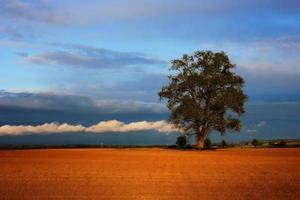 Autumn evening landscape with red ground and alone tree photo