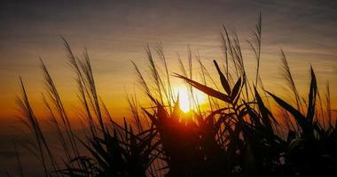 silhouette landscape sunset and meadow photo