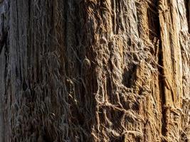 dry tree trunk.wood texture photo