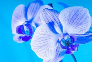 Hermosa orquídea azul en una rama sobre un fondo en tonos azules foto