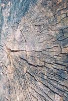Sectional view of an old stump photo