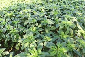 green amaranth farm on field photo