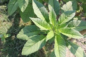 green amaranth farm on field photo