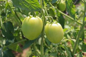 green colored raw tomato on tree photo