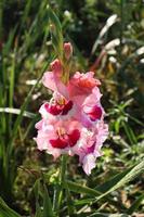 pink colored gladioluses flower on farm photo