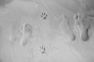 footprints of human feet and dog paws on beach sand photo