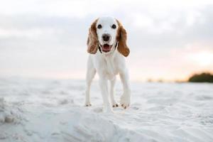 Spaniel perro joven alegre blanco foto