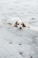 white cheerful young dog spaniel photo