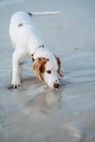 white cheerful young dog spaniel