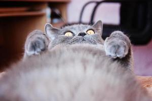 a gray cat of British or Scottish breed lies on the bed photo